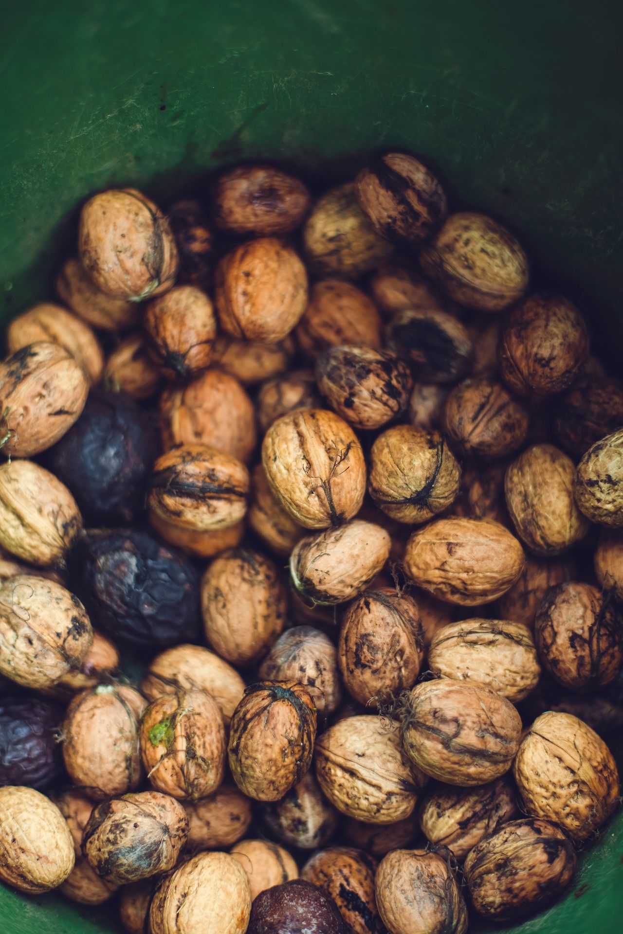 chestnuts in green bucket